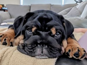 Origional image of Brisket the Engkish Bulldog Puppy