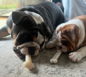origional image of maximo playing with bulldog brother leo 