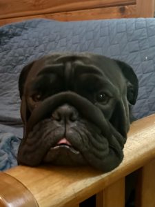 origional image of Nyx showing her grumpy face