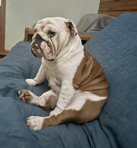 Origional image of Persephone slouching on the couch getting ready for her nap 