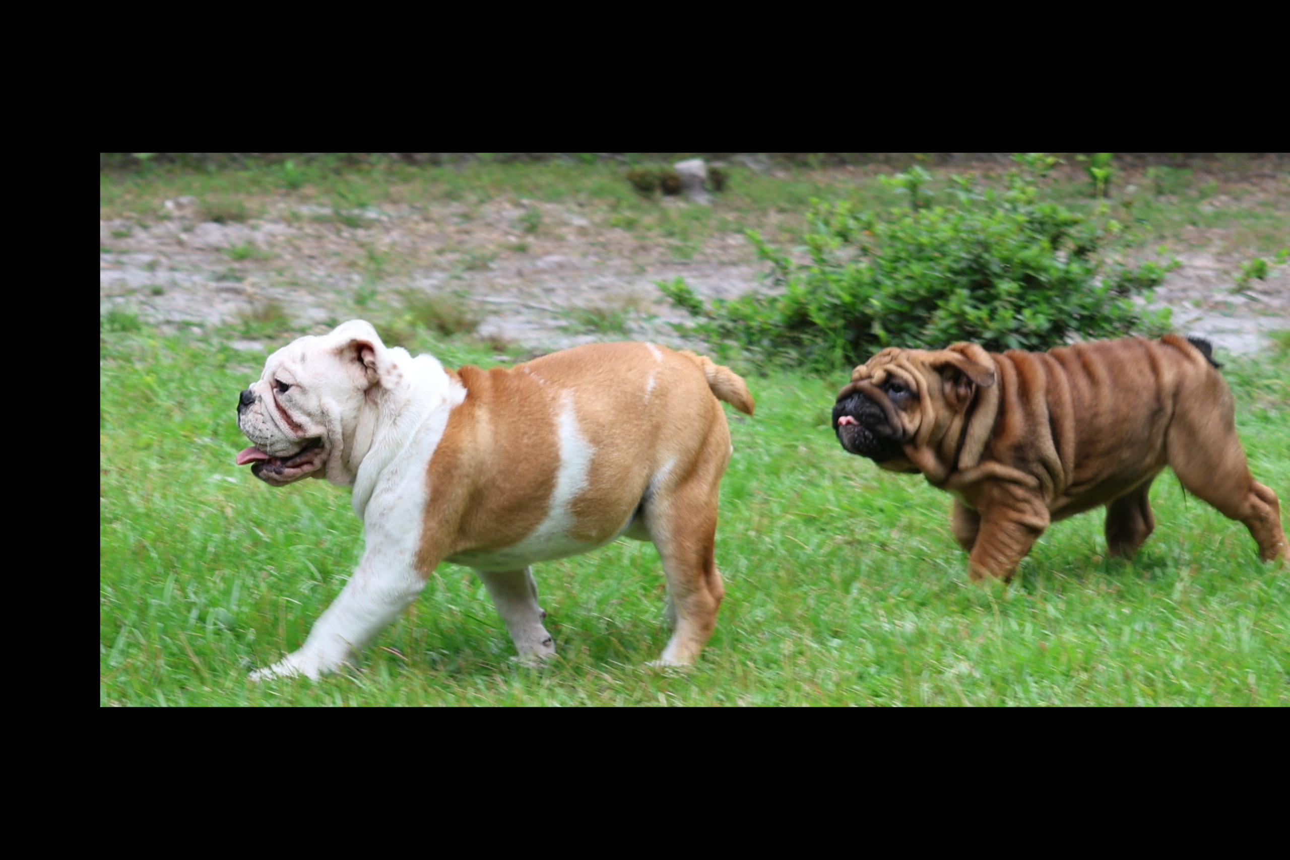 Two English Bulldog puppies running together on grass, representing playful energy and readiness for family life