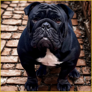 nyx original silhouette photo that inspired bull goddess hoodie design