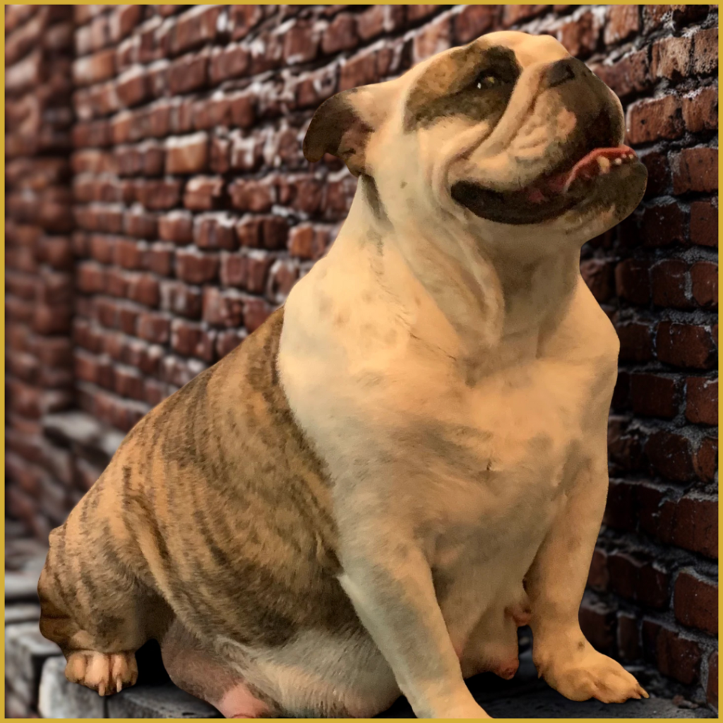 Bailey, English Bulldog foundation female in the Bullgodz HQ breeding program