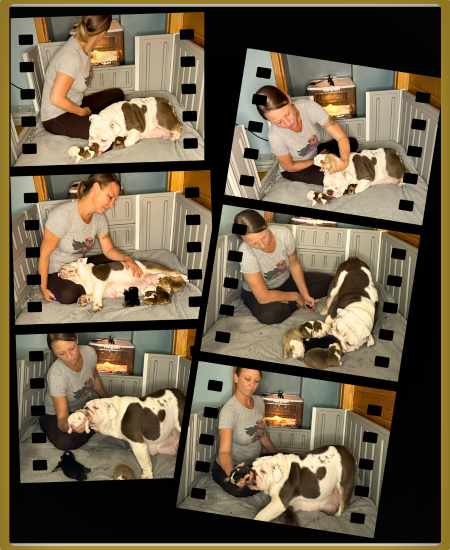 Nicole Willett caring for Gaia and her newborn English Bulldog puppies inside the whelping pen, showing hands-on, in-home feeding and early-life care at Bullgodz