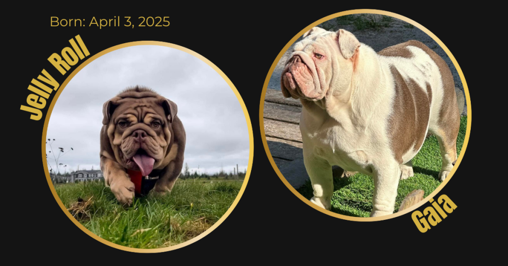 English Bulldog litter card showing dam Gaia and sire Jelly Roll in the Bullgodz breeding program