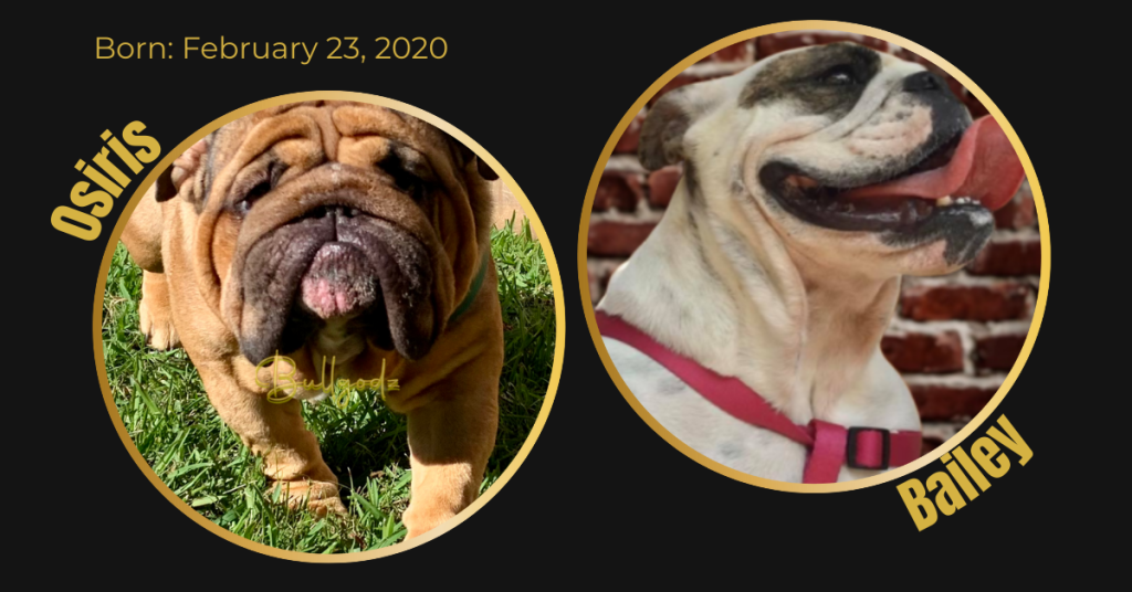 English Bulldog litter card showing dam Bailey and sire Osiris in the Bullgodz breeding program