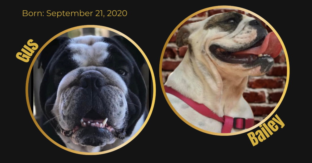 English Bulldog litter card showing dam Bailey and sire Gus in the Bullgodz breeding program