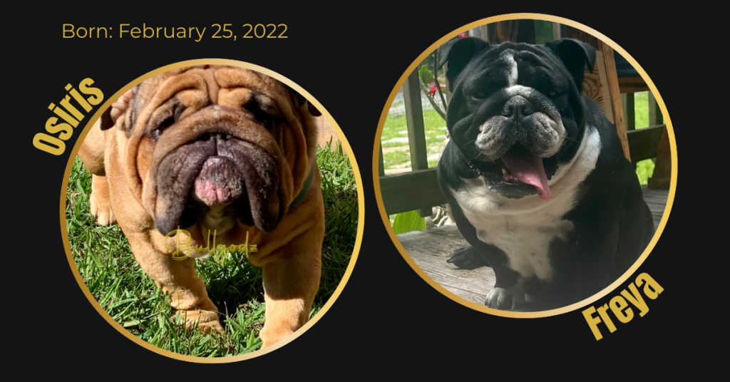 English Bulldog litter card showing dam Freya and sire Osiris in the Bullgodz breeding program
