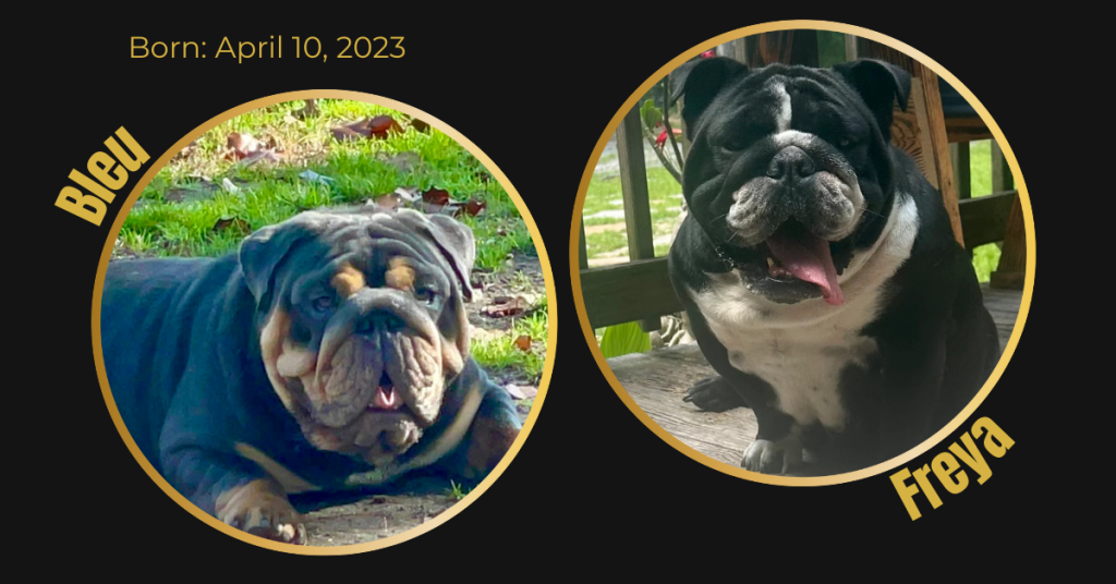English Bulldog litter card showing dam Freya and sire Bleu in the Bullgodz breeding program