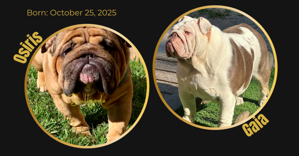 English Bulldog litter card showing dam Gaia and sire Osiris in the Bullgodz breeding program
