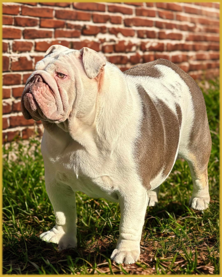 Gaia, an English Bulldog, standing outdoors representing education, health, and responsible bulldog care