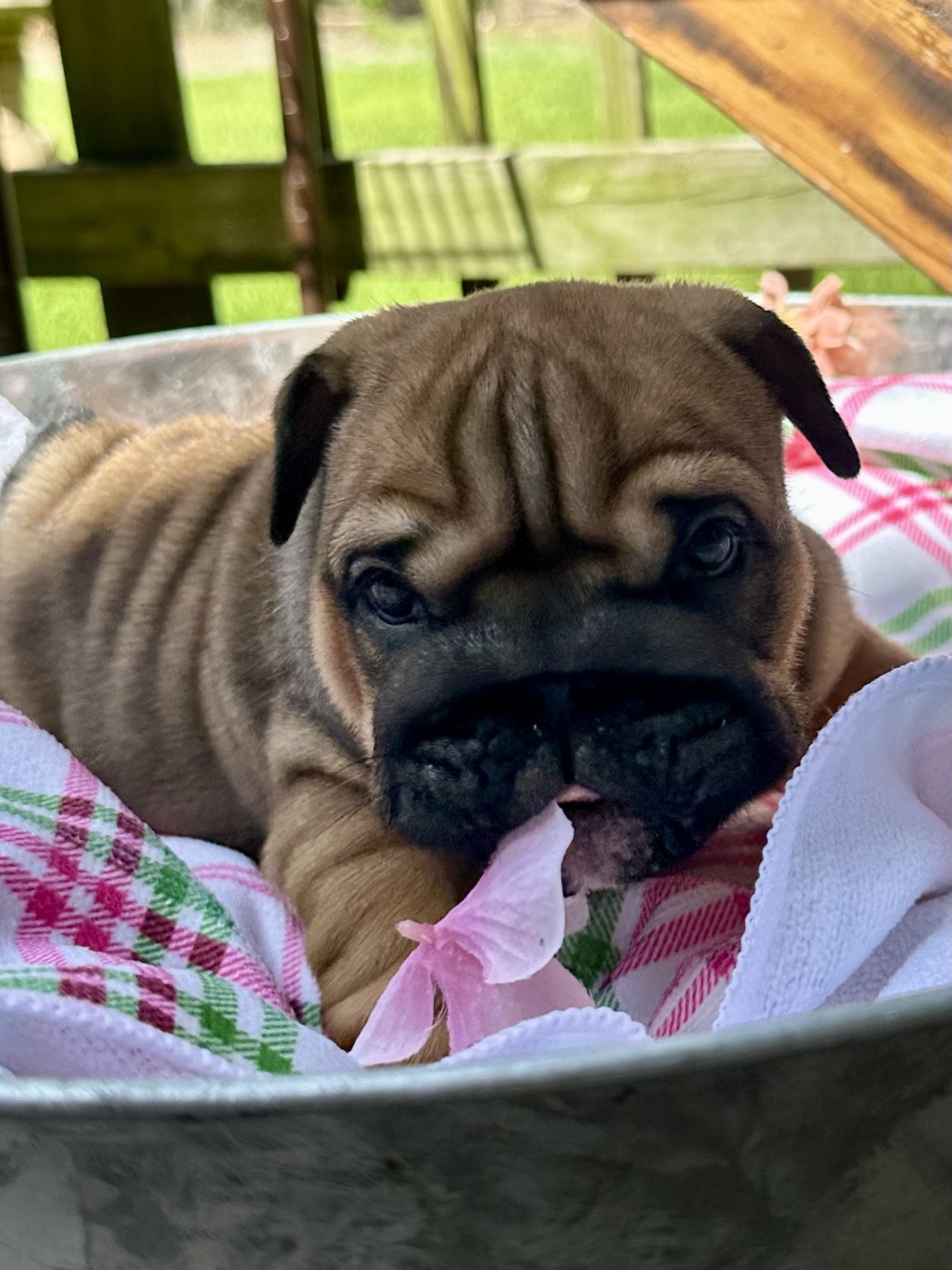 English Bulldog puppy from a Bullgodz English Bulldogs litter sired by Osiris