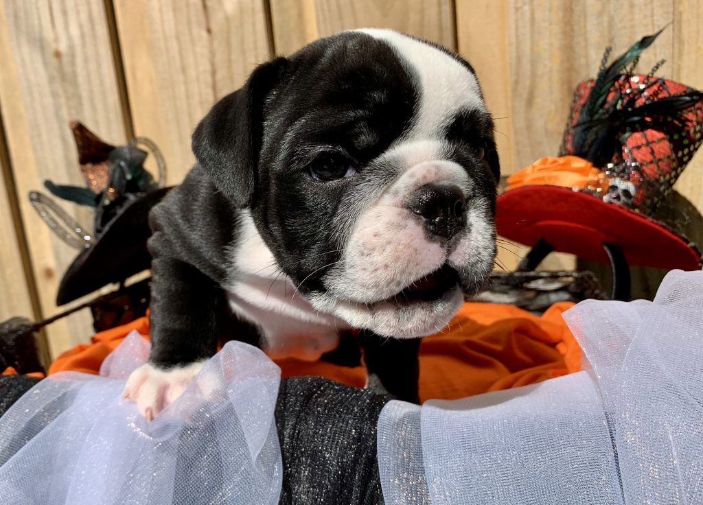 English Bulldog puppy from the Bailey litter at Bullgodz English Bulldogs