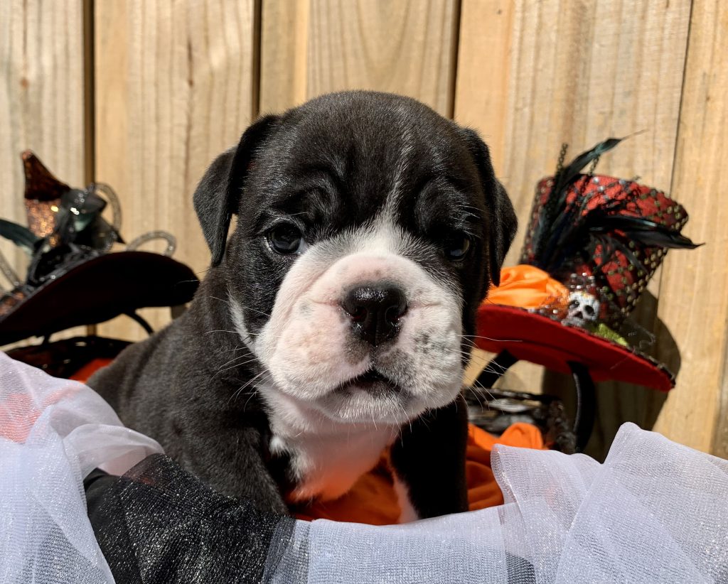 English Bulldog puppy from the Bailey litter at Bullgodz English Bulldogs