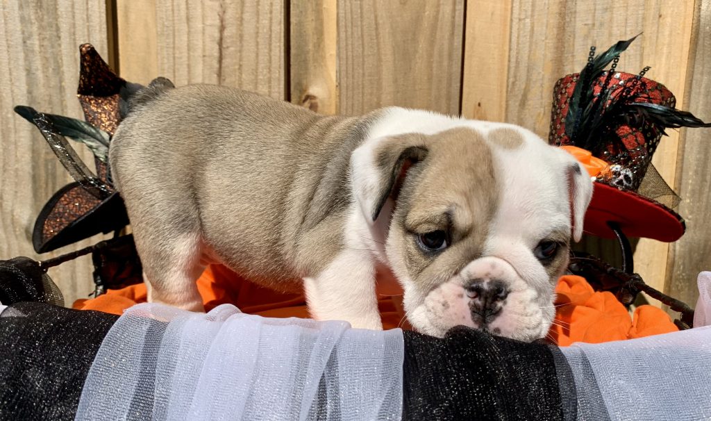English Bulldog puppy from the Bailey litter at Bullgodz English Bulldogs