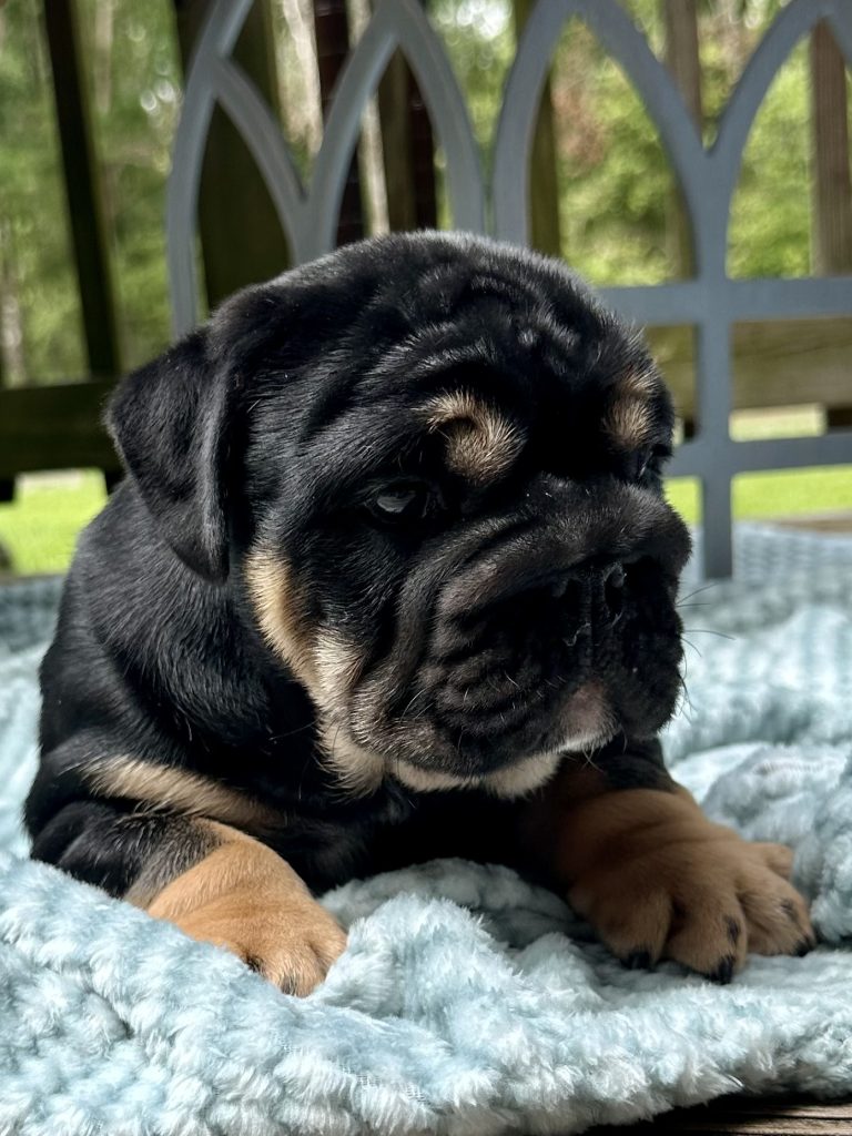English Bulldog puppy Meatball from the Venus litter at Bullgodz English Bulldogs