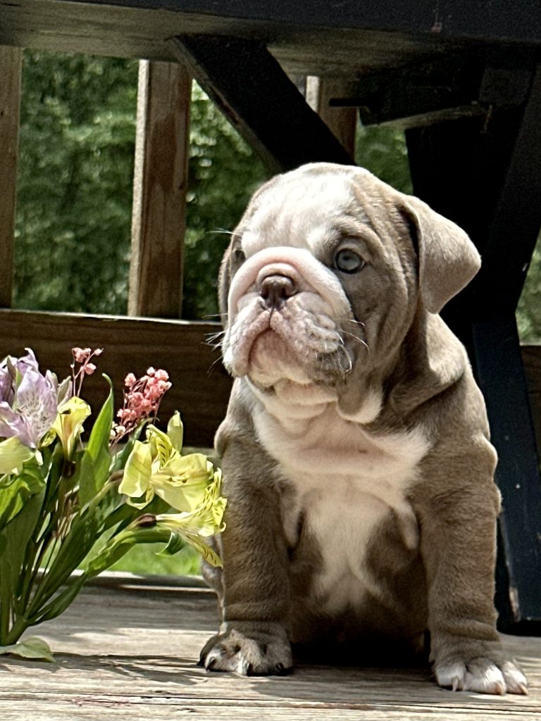 English Bulldog puppy from the Freya litter at Bullgodz English Bulldogs