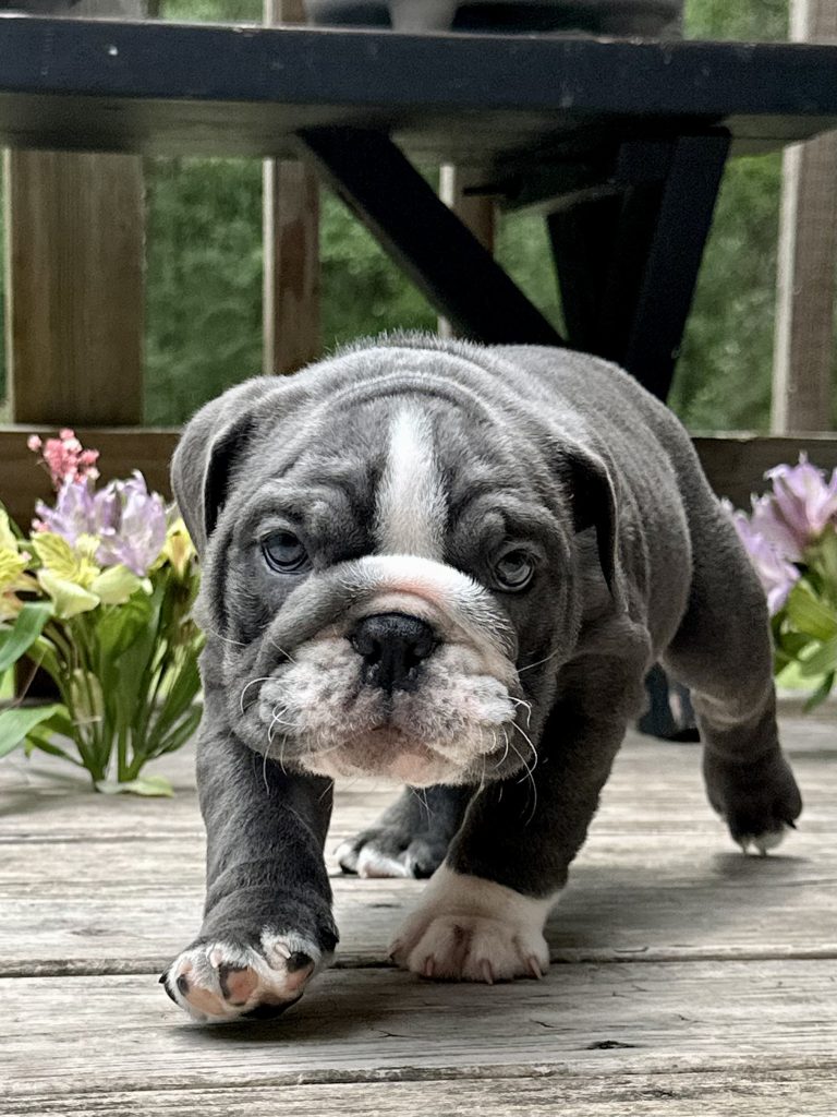English Bulldog puppy from the Freya litter at Bullgodz English Bulldogs