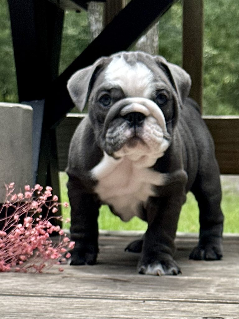 English Bulldog puppy from the Freya litter at Bullgodz English Bulldogs