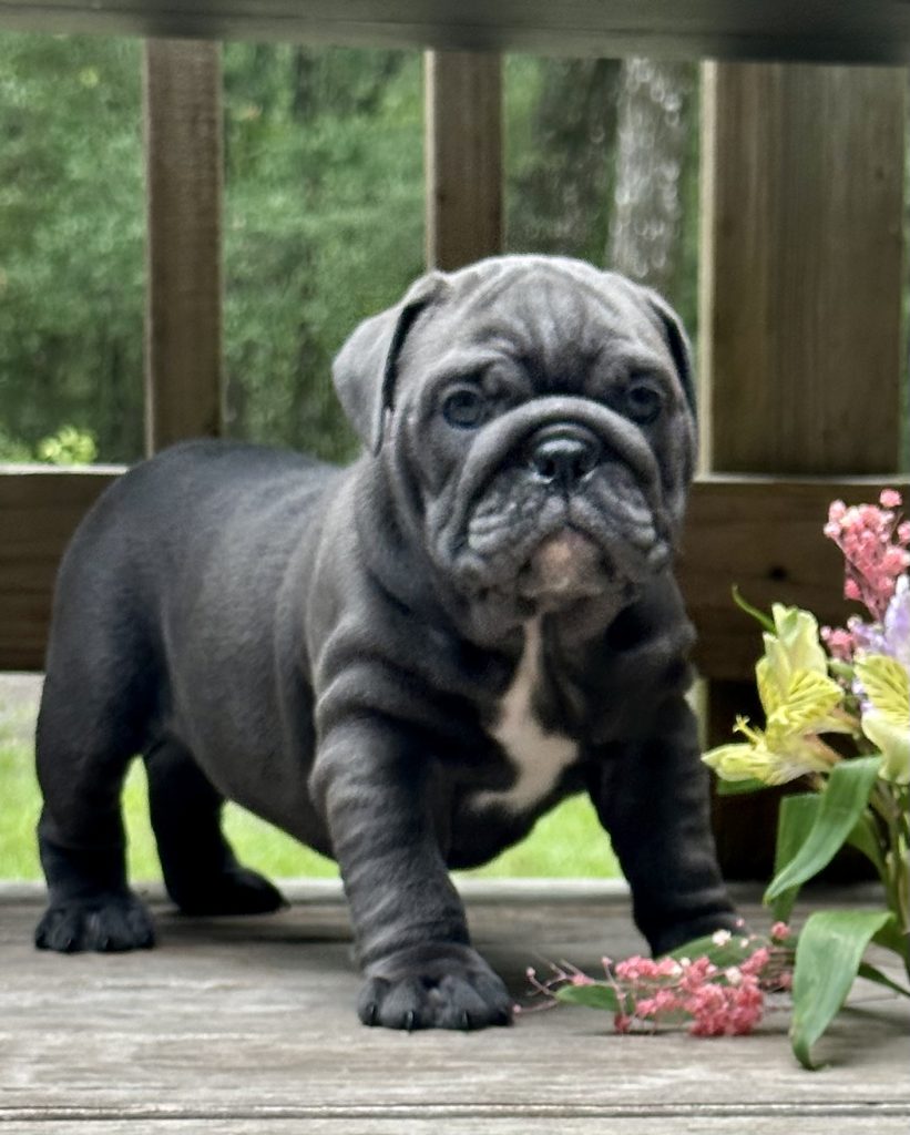 English Bulldog puppy from the Freya litter at Bullgodz English Bulldogs