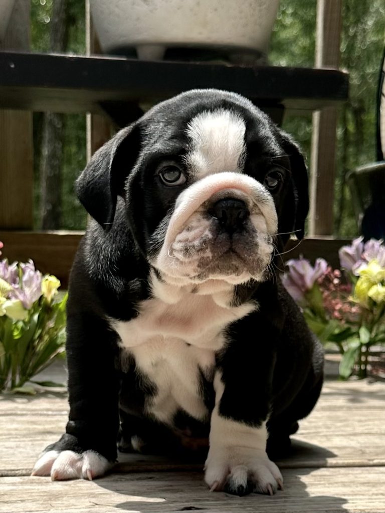 English Bulldog puppy from the Freya litter at Bullgodz English Bulldogs