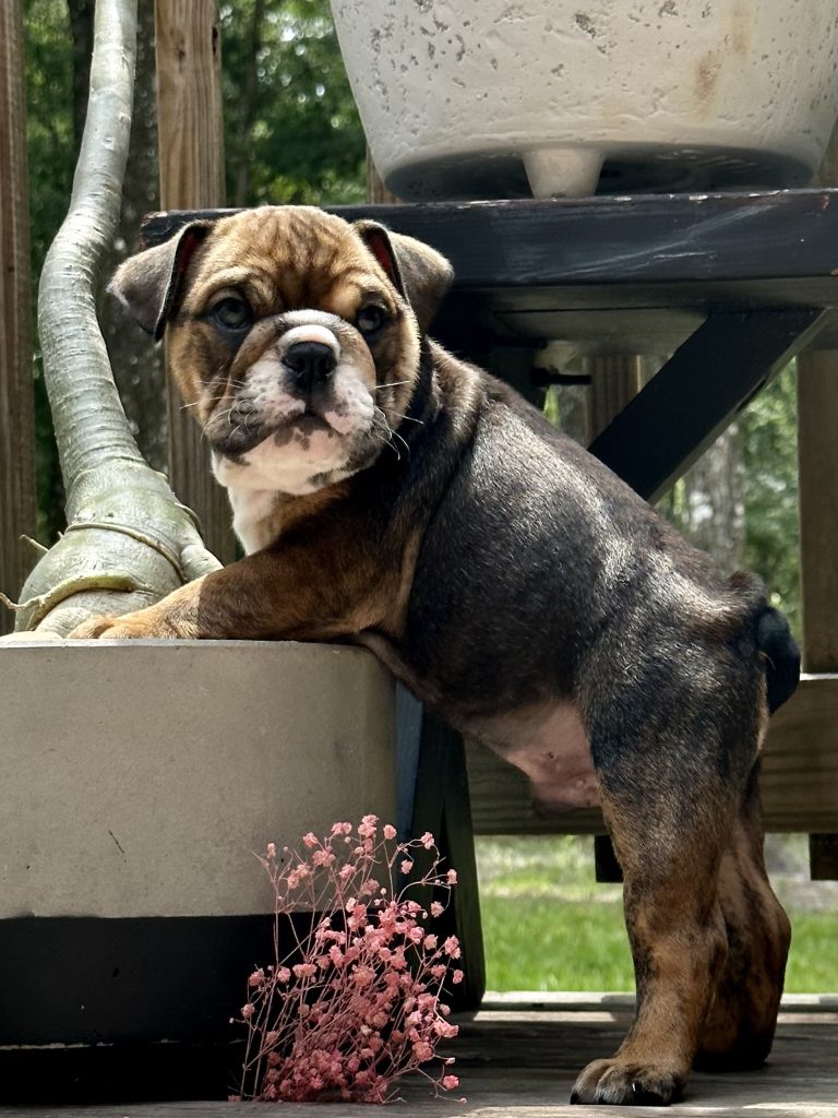 English Bulldog puppy from the Freya litter at Bullgodz English Bulldogs