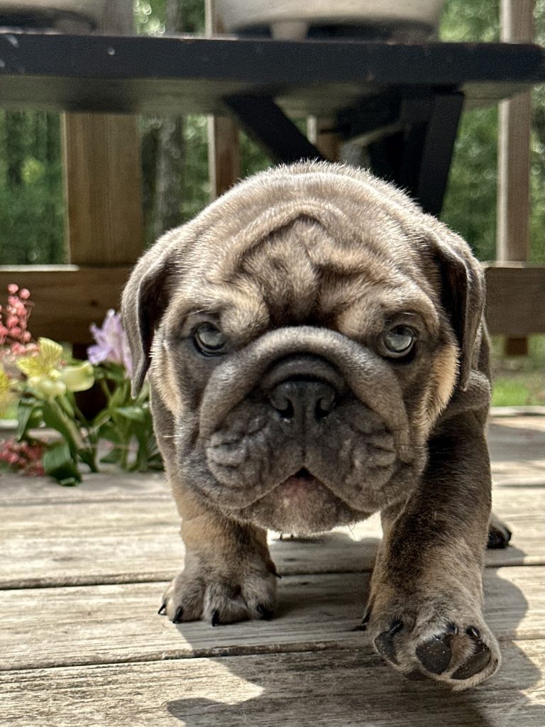 English Bulldog puppy from the Freya litter at Bullgodz English Bulldogs