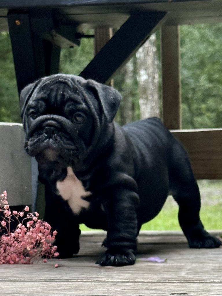 English Bulldog puppy from the Freya litter at Bullgodz English Bulldogs