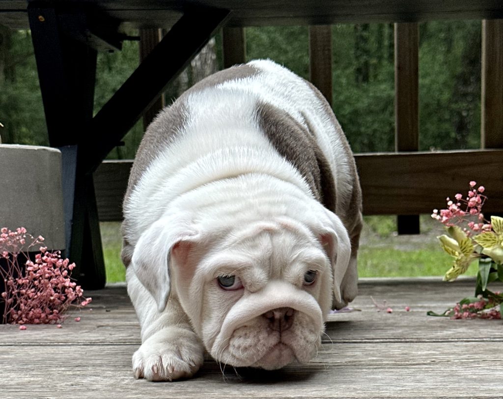 English Bulldog puppy Gaia from the Venus litter at Bullgodz English Bulldogs