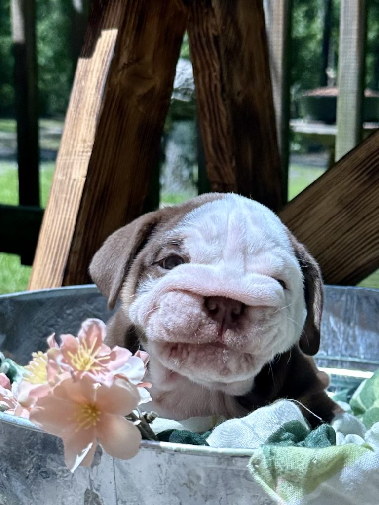 English Bulldog puppy from the Gaia litter at Bullgodz English Bulldogs