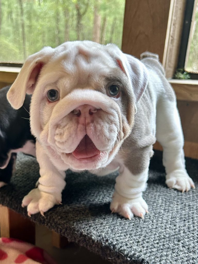 English Bulldog puppy Hank from the Venus litter at Bullgodz English Bulldogs