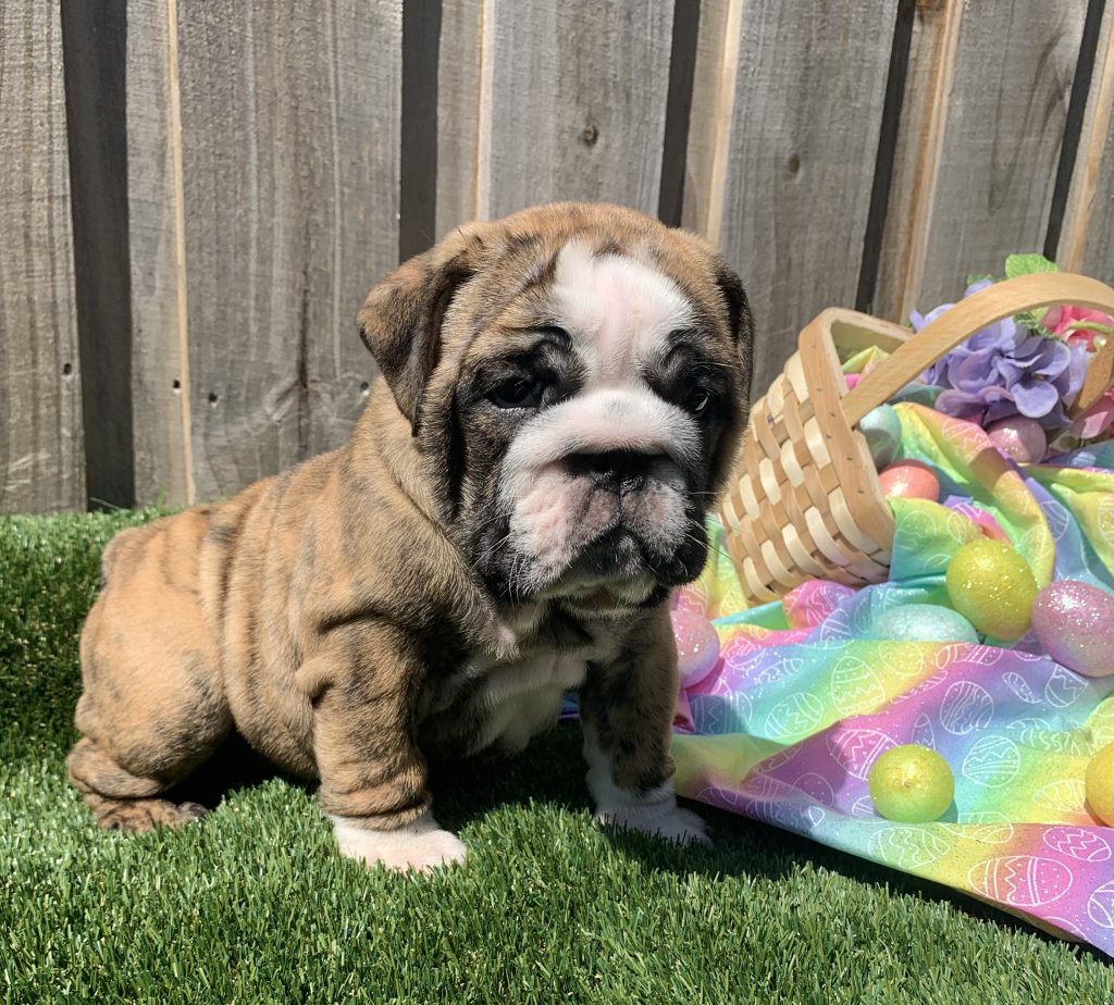 English Bulldog puppy from the Freya litter at Bullgodz English Bulldogs