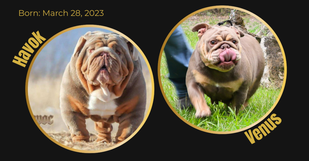 English Bulldog litter card showing dam Venus and sire Havok in the Bullgodz breeding program