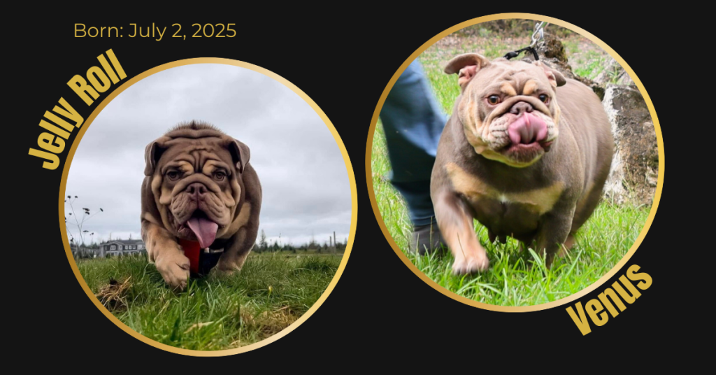 English Bulldog litter card showing dam [Dam Name] and sire [Sire Name] in the Bullgodz breeding program