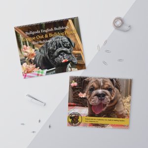 English Bulldog Calendar 2026 with Bullgodz puppies