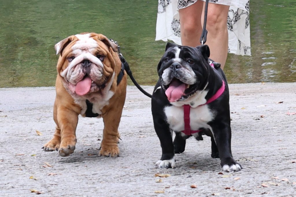 How to Exercise an English Bulldog Safely (Especially in Spring)