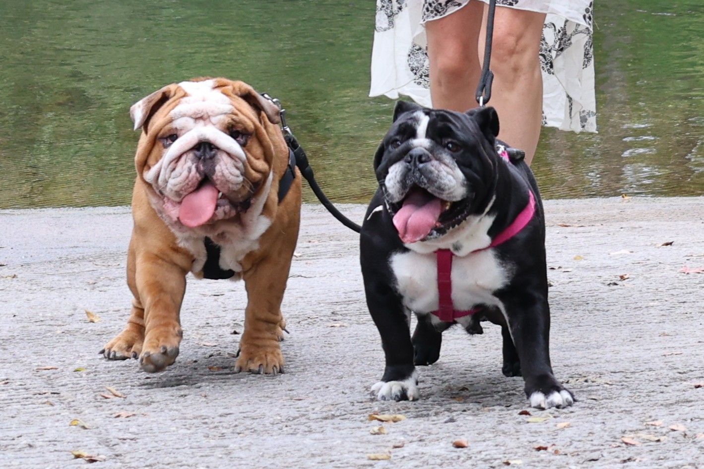 How to Exercise an English Bulldog Safely (Especially in Spring)