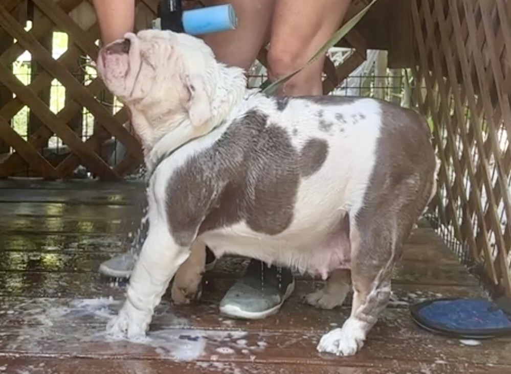 Step-By-Step Guide to Grooming Your Bulldog at Home