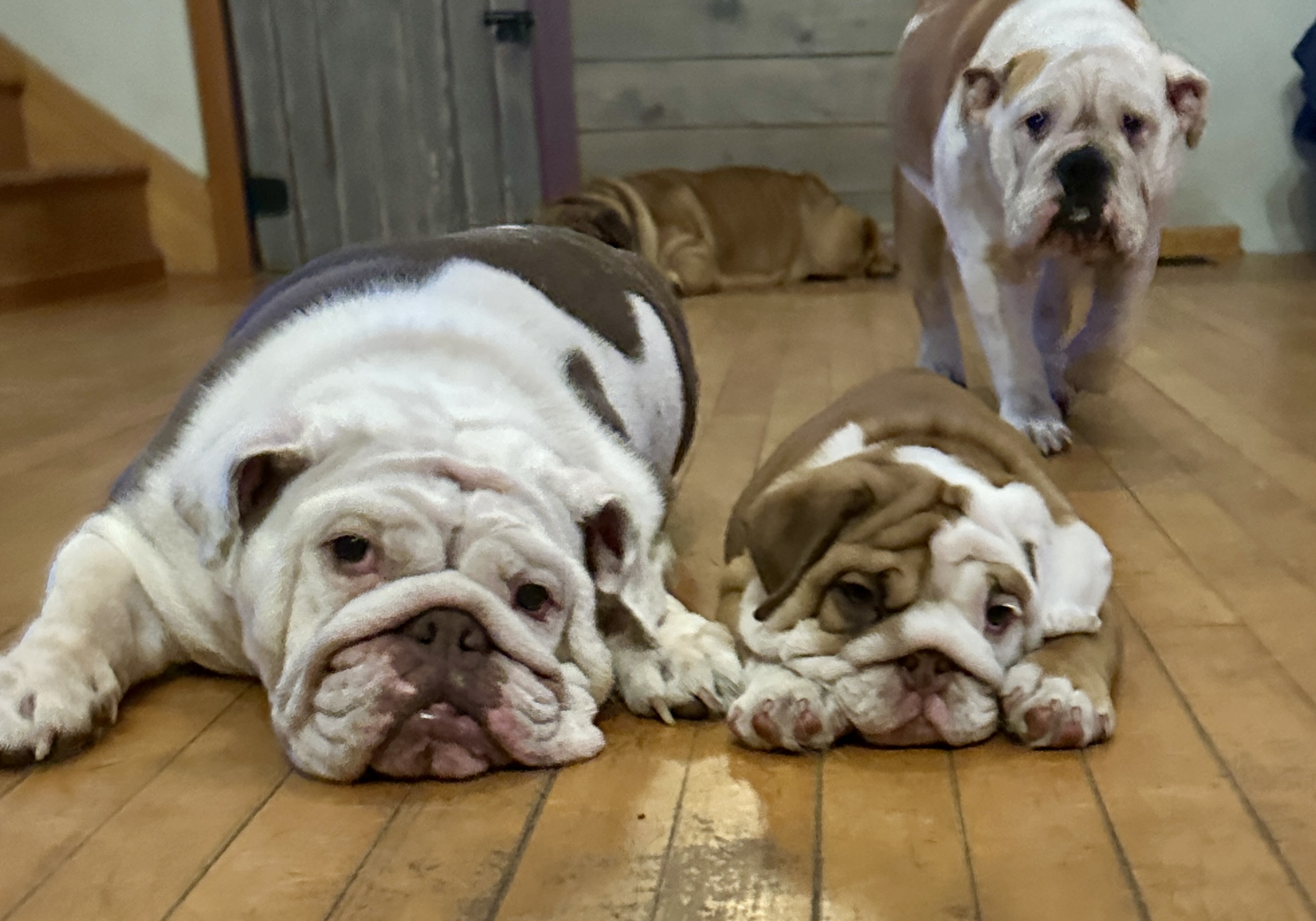 Life With Bulldogs The Routines, Messes, and Moments That Make It Worth It