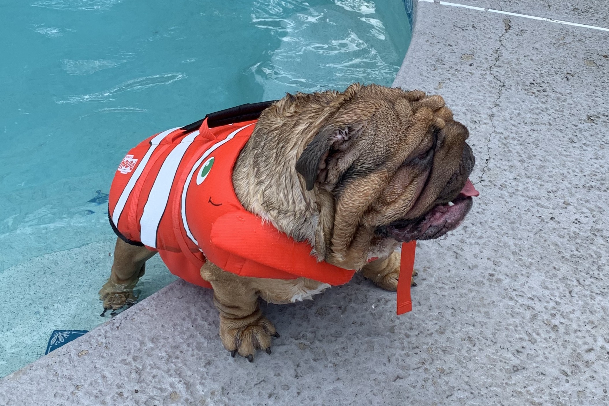 Bulldog Water Safety Preparation, Swimming, and Recovery