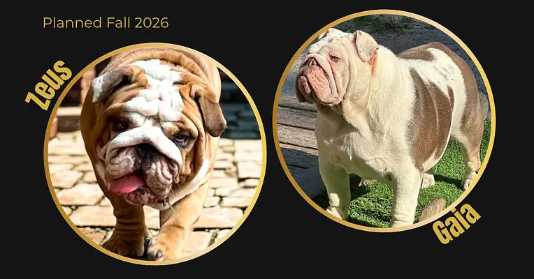 Zeus and Gaia 2026